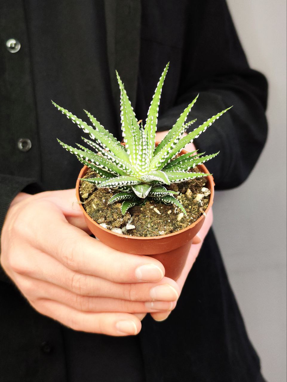 Хавортия Фасциата Альба (Haworthia Fasciata Alba) D8см