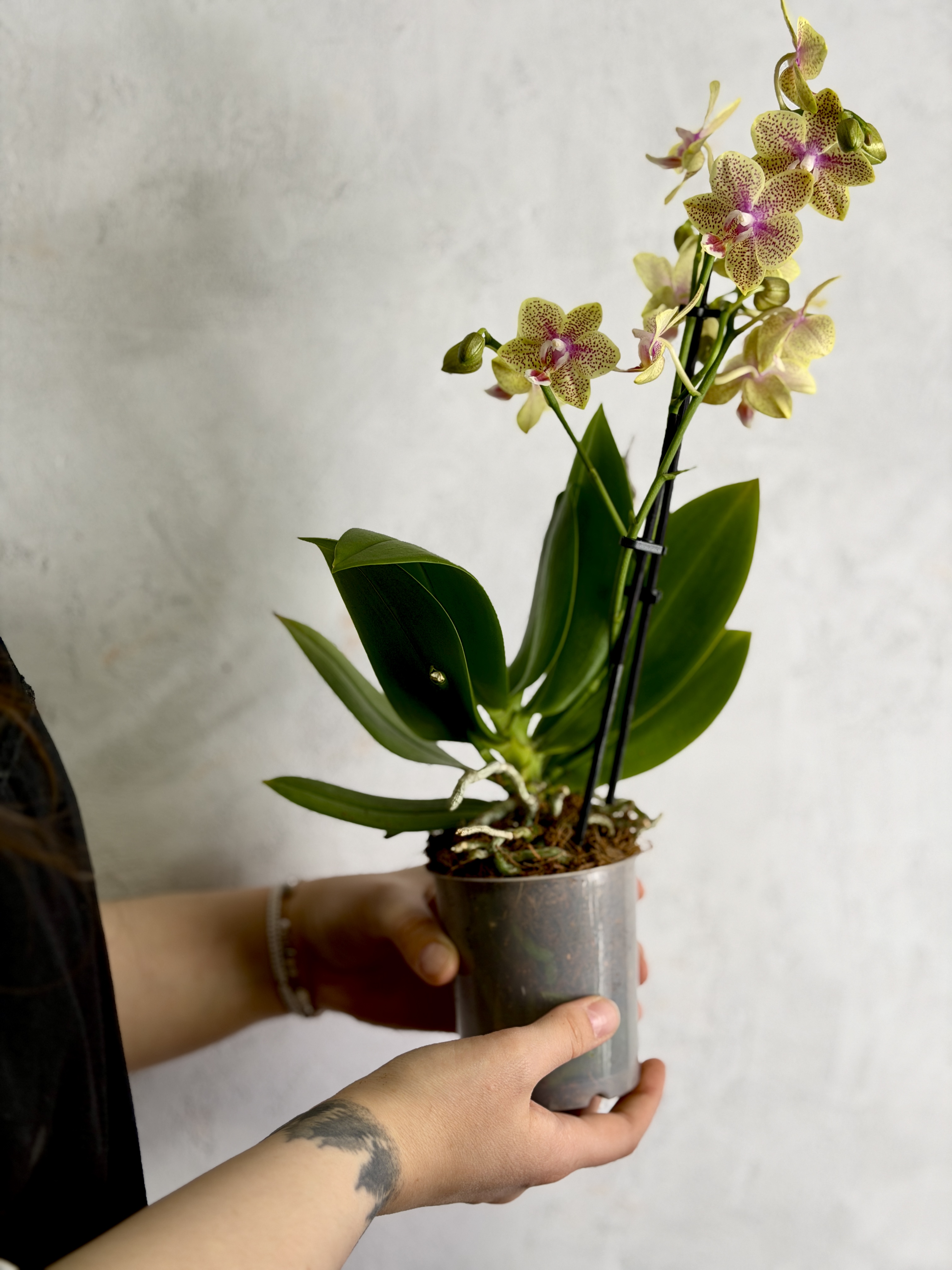 Фаленопсис Кусто Пелорик (Phalaenopsis Cousteau 'Peloric') D9см
