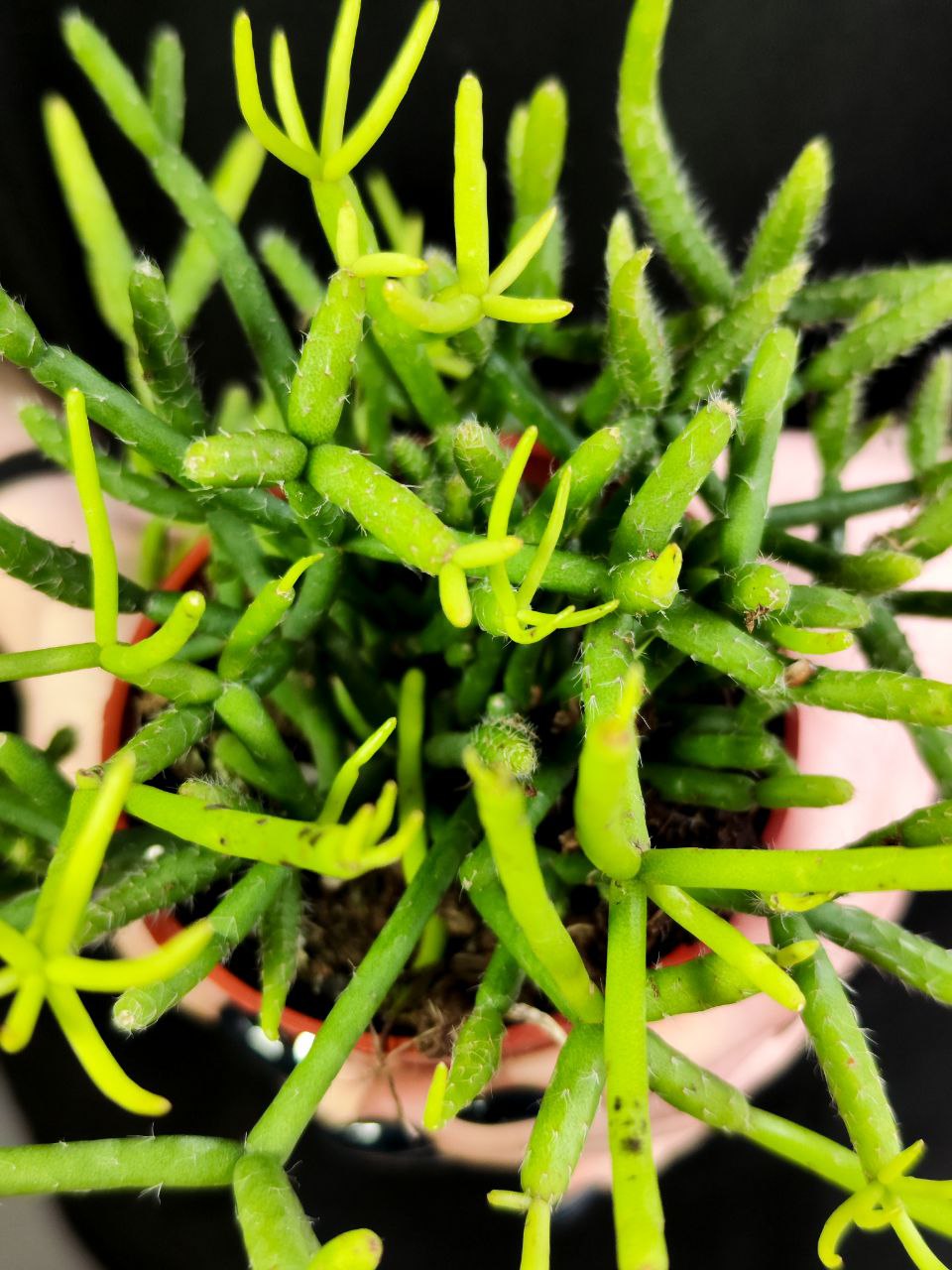 Рипсалис Вальковатый (Rhipsalis Teres) D8,5см