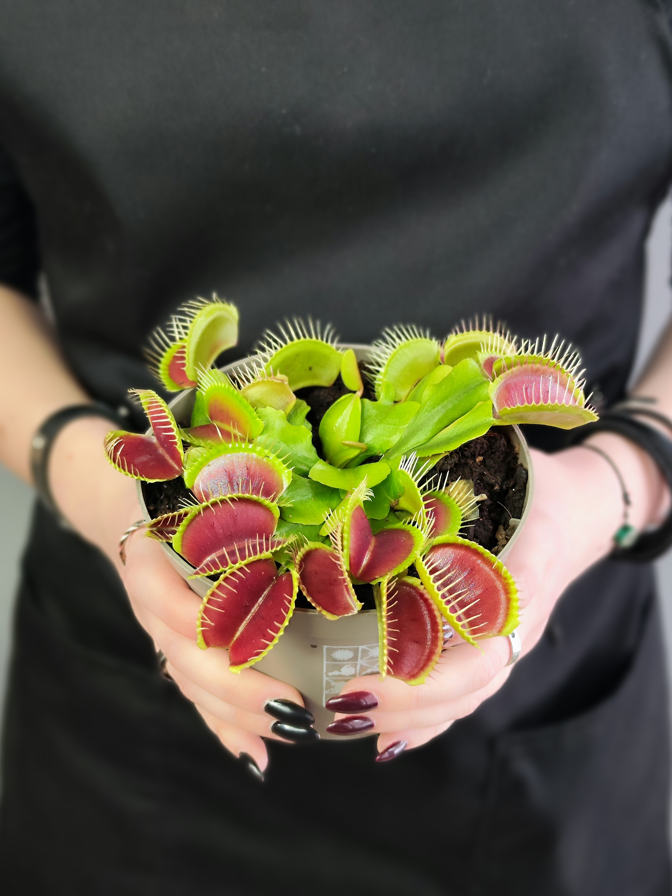 Венерина Мухоловка "Змей Горыныч" (Dionaea Muscipula) D12см