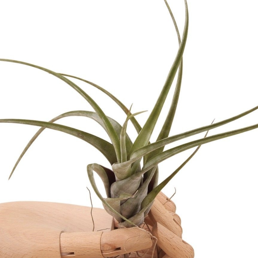 Тилландсия Суринейм (Tillandsia Suriname)