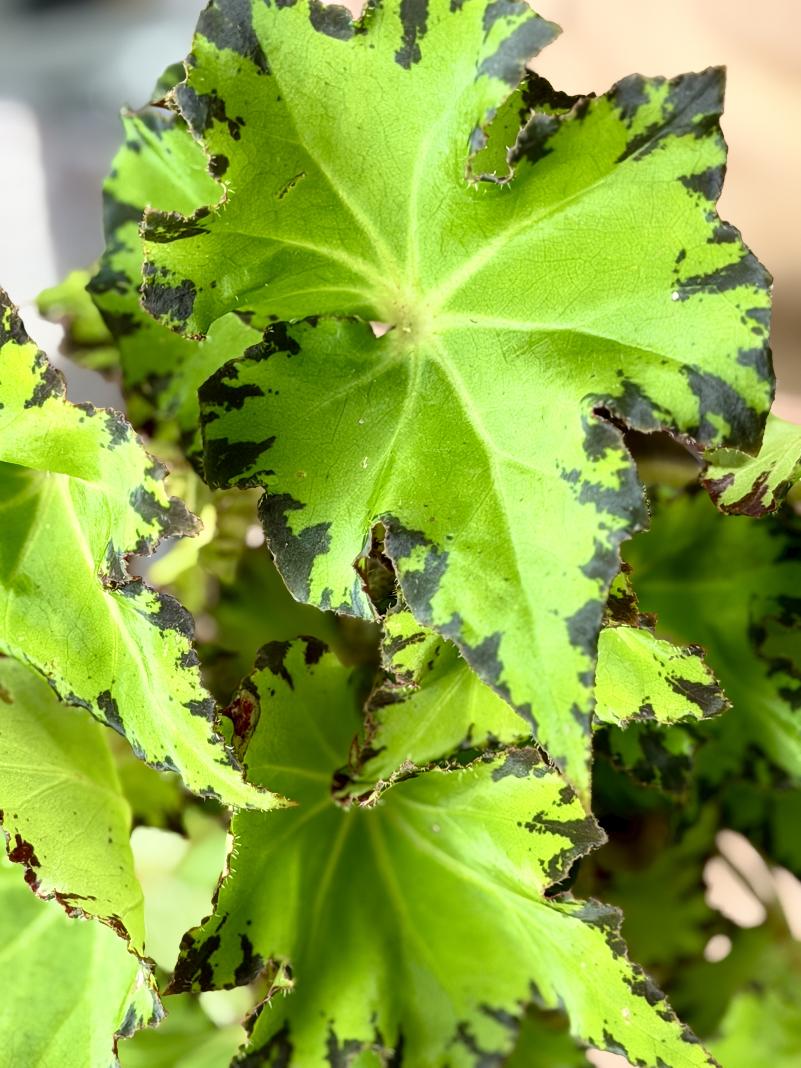 Бегония Рекс Ред Джайв (Begonia Rex Red Jive) D12см