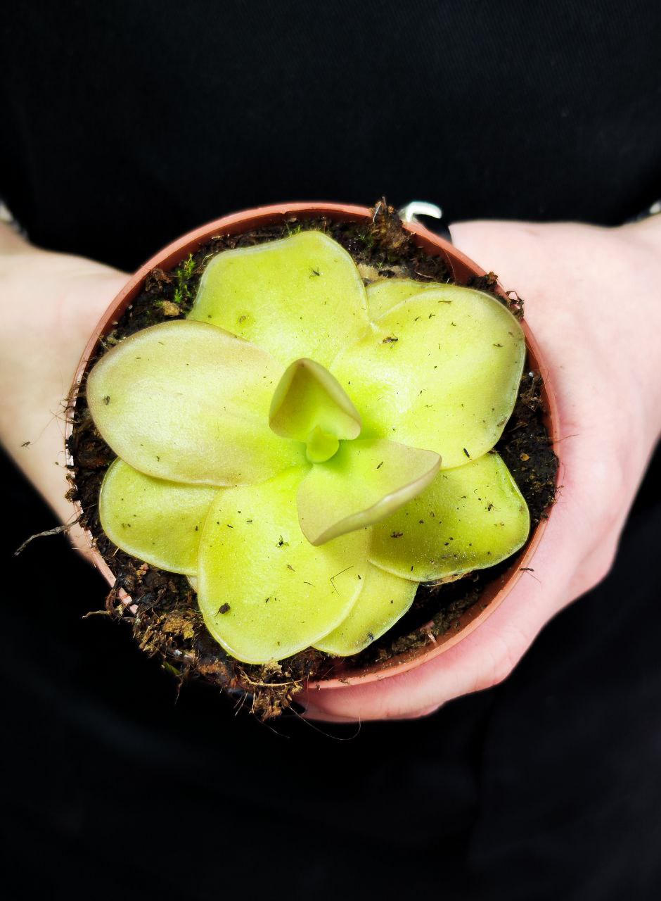 Жирянка Гватемала (Pinguicula Guatemala) D9см