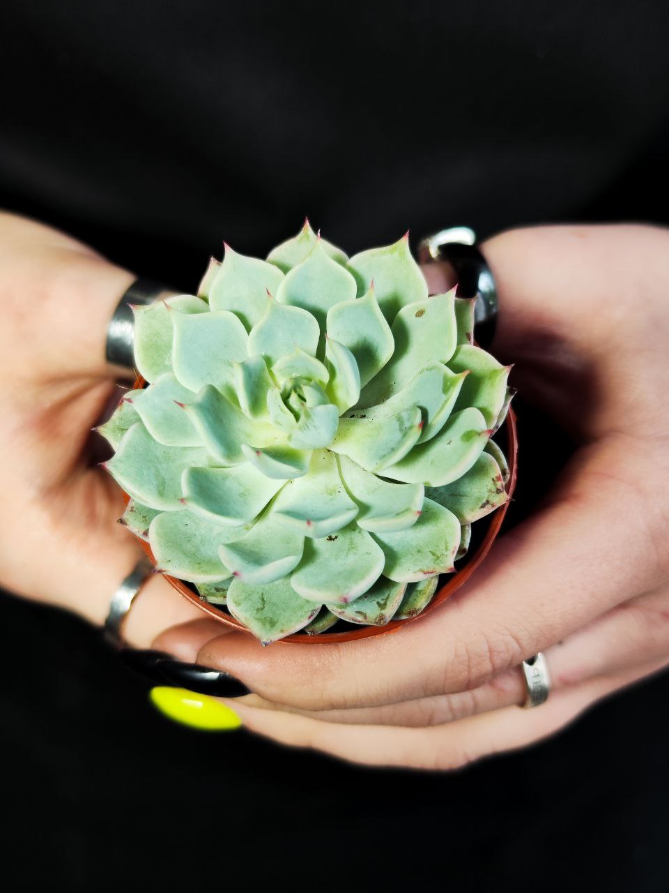 Эхеверия Деренберга Блю (Echeveria Derenbergii Blue) D5см