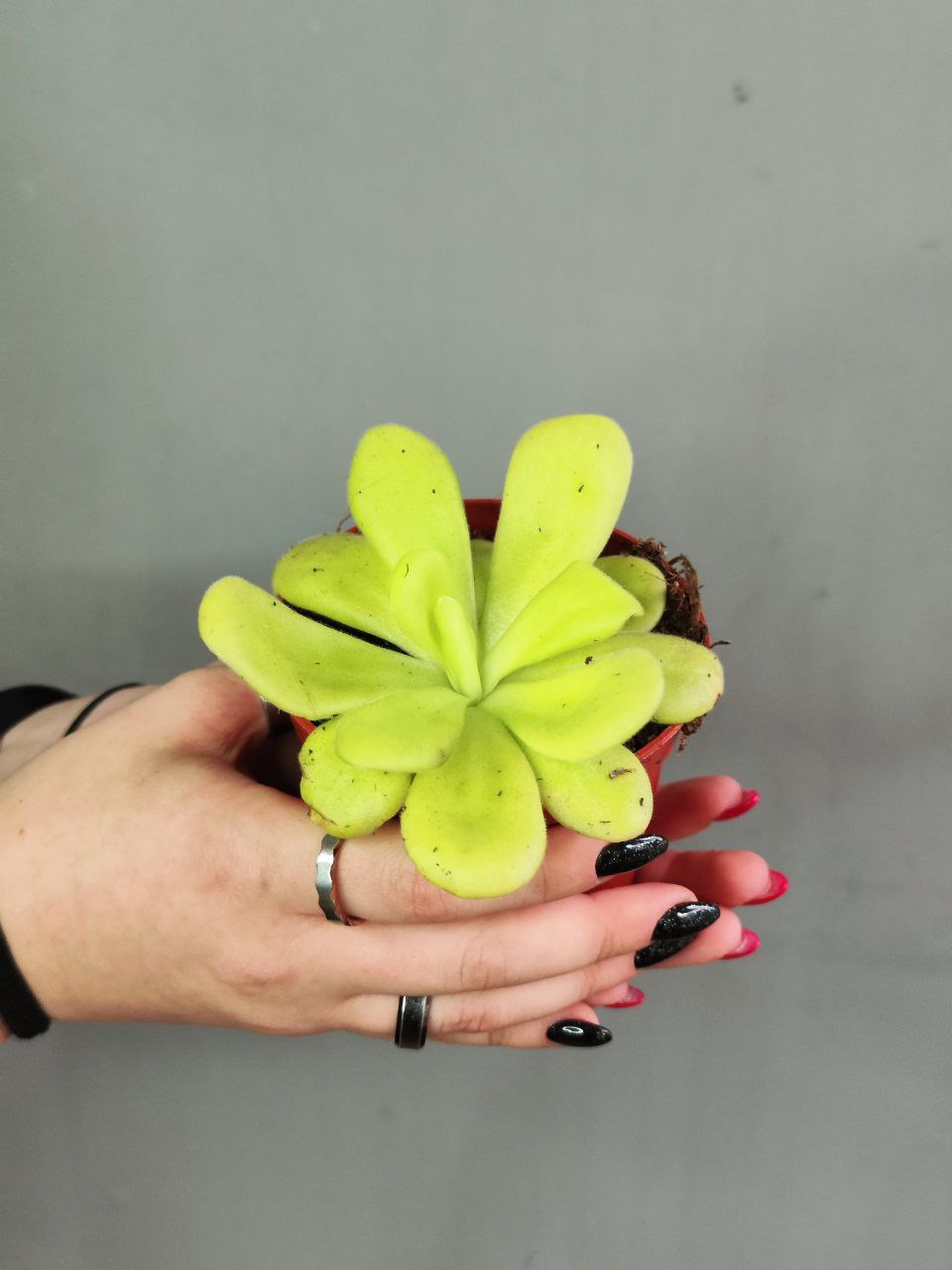 Жирянка Агната (Pinguicula Аgnata) D9см
