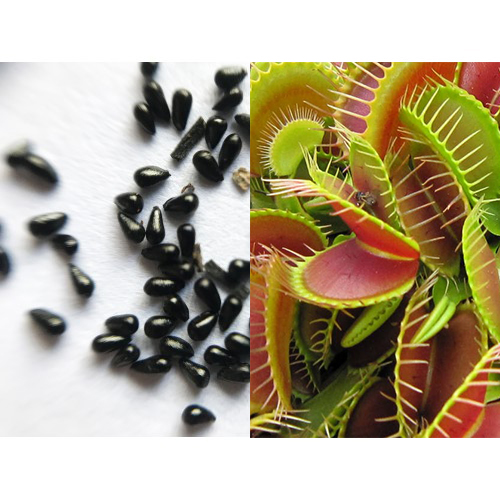 Семена Венериной Мухоловки Типичная Форма (Dionaea Muscipula), 15 шт