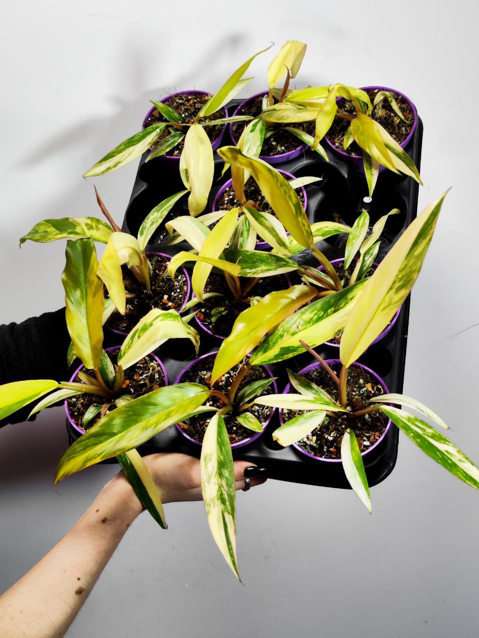 Филодендрон Карамель Марбл Вариегатный (Philodendron Caramel Marble Variegated) D6см