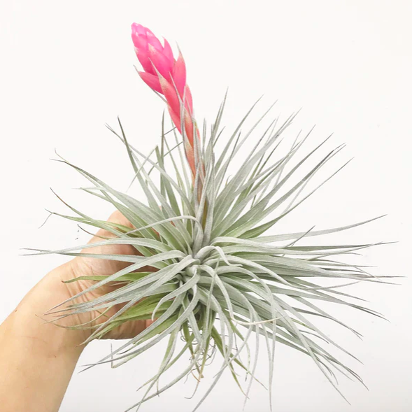 Тилландсия Хьюстон XL (Tillandsia Houston XL)