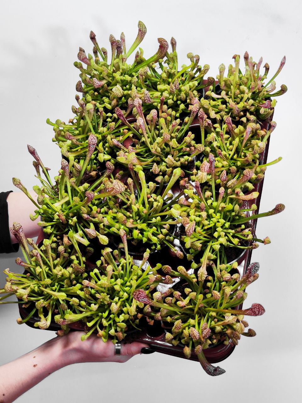 Саррацения Риглиана (Sarracenia Wrigleyana) D9см