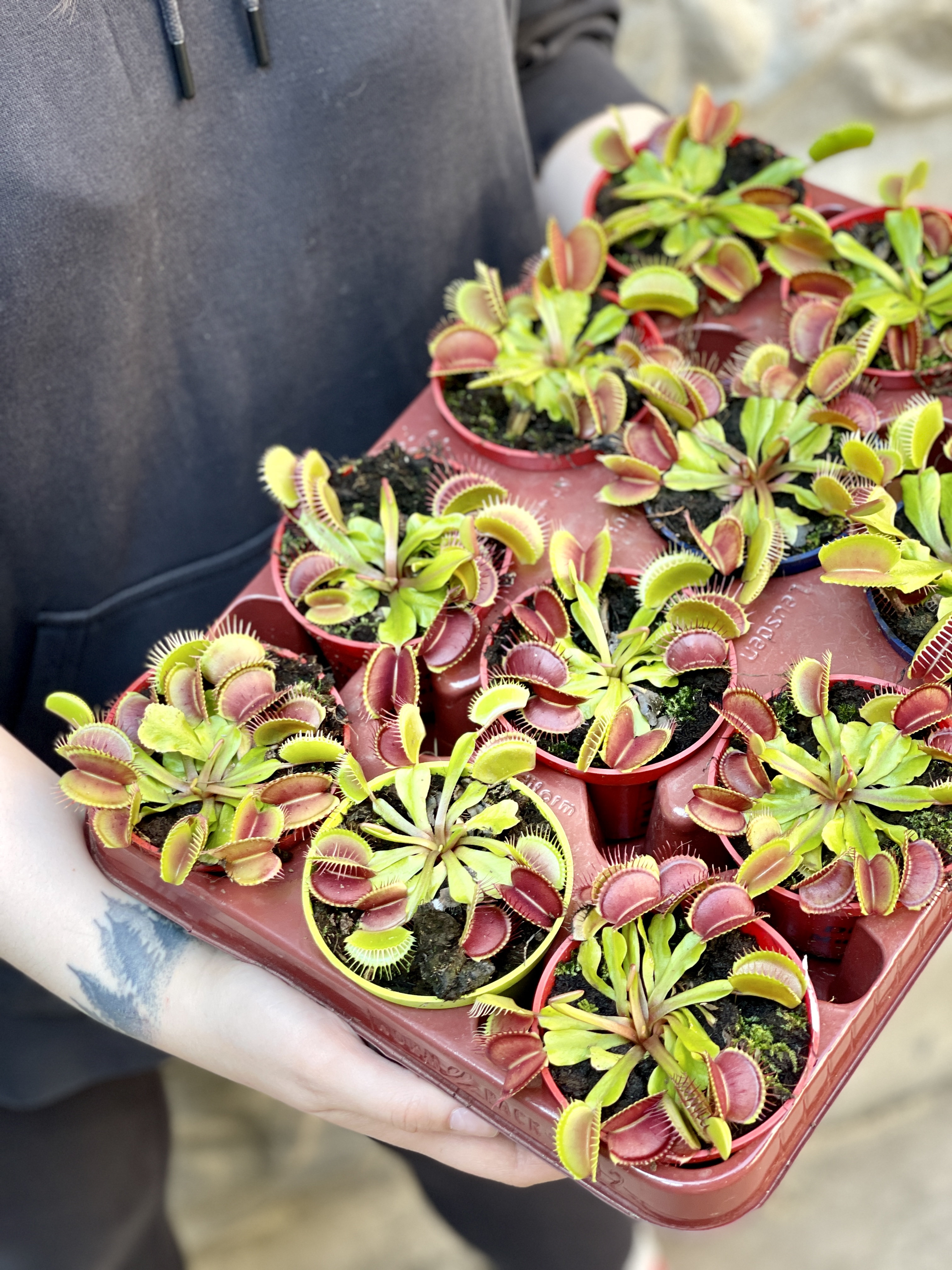Венерина Мухоловка (Dionaea Muscipula) D9см