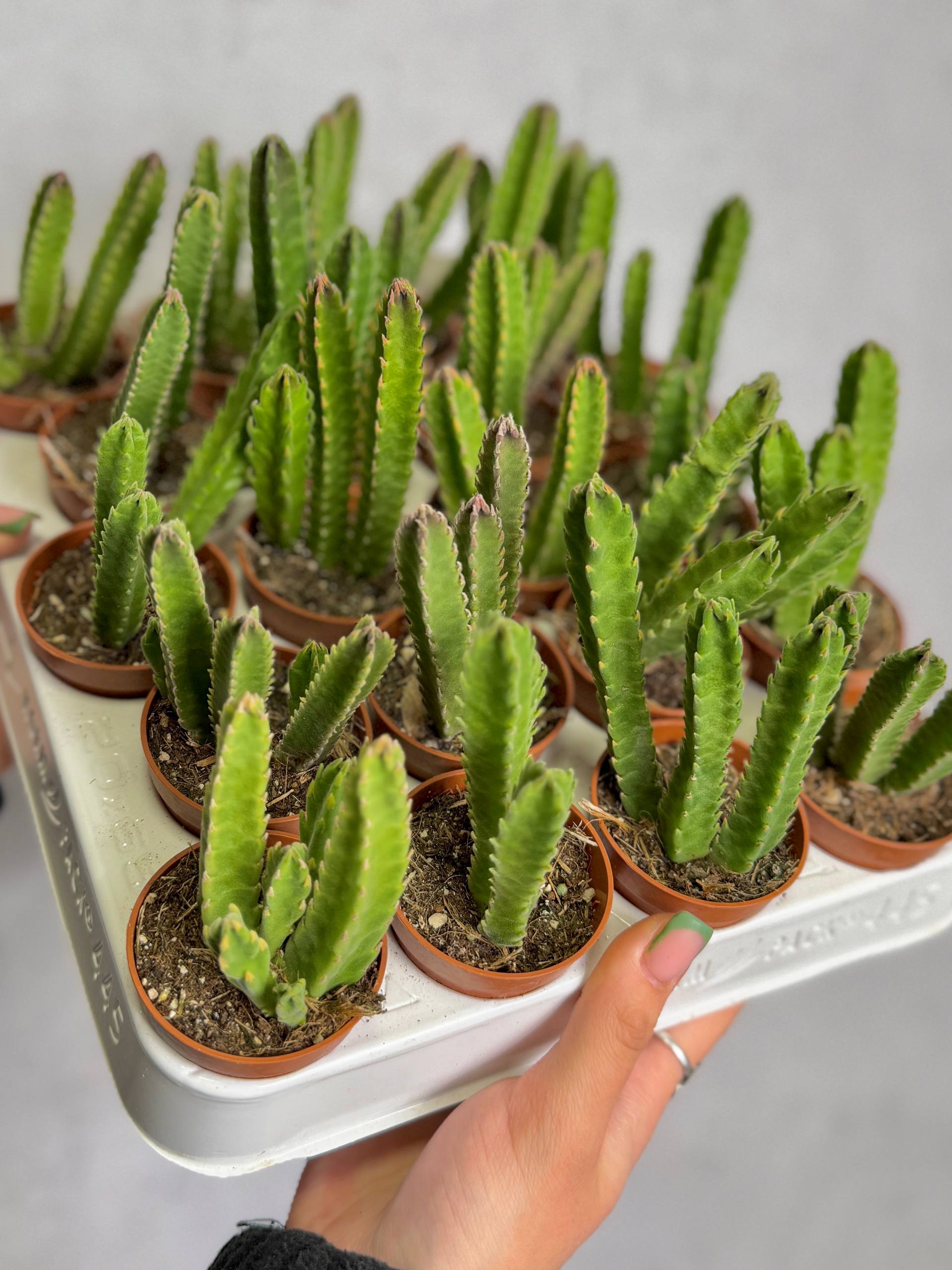 Стапелия Гигантская (Stapelia Gigantea) D5см