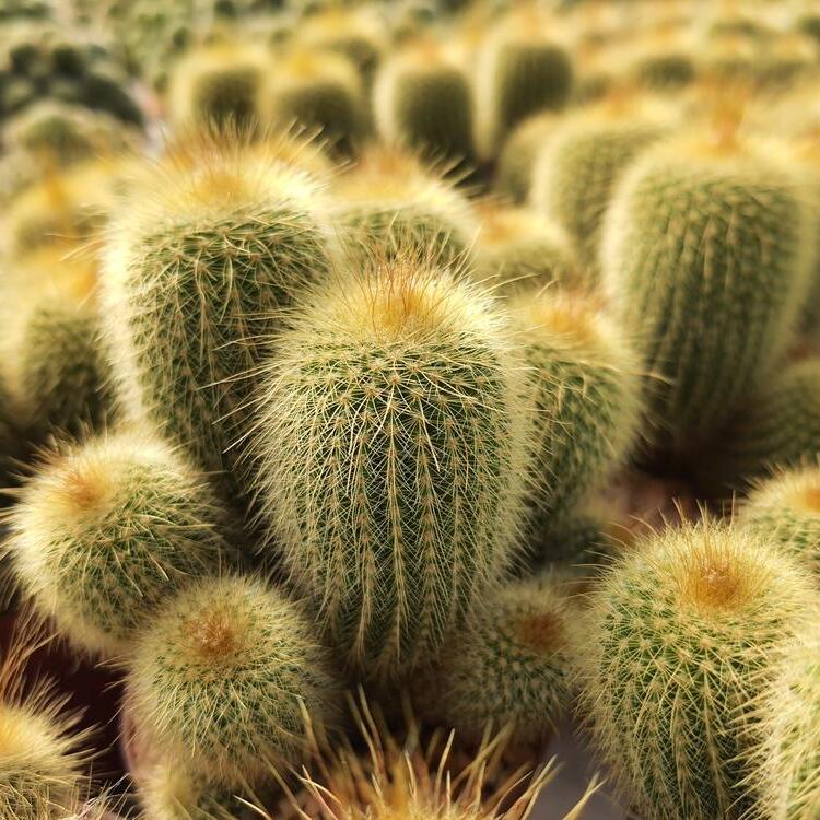 Нотокактус Ленингхауза Груп, или Лимонный Шар (Notocactus Leninghausii Group) D5см