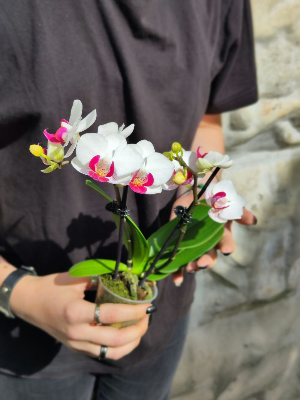 Орхидея Фаленопсис Волшебная (Phalaenopsis Multiflora Magic) D6см