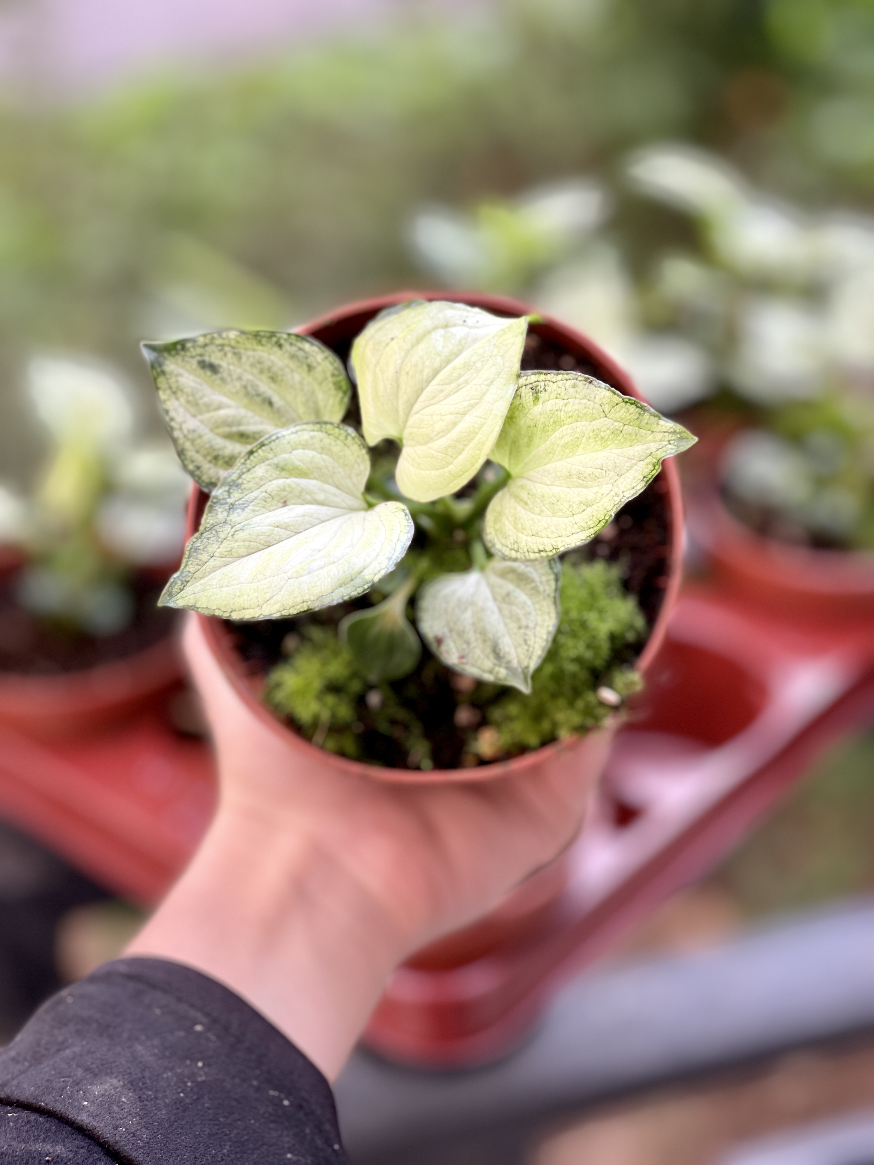 Сингониум Мышиные Ушки (Syngonium Mouse Ears) D10см