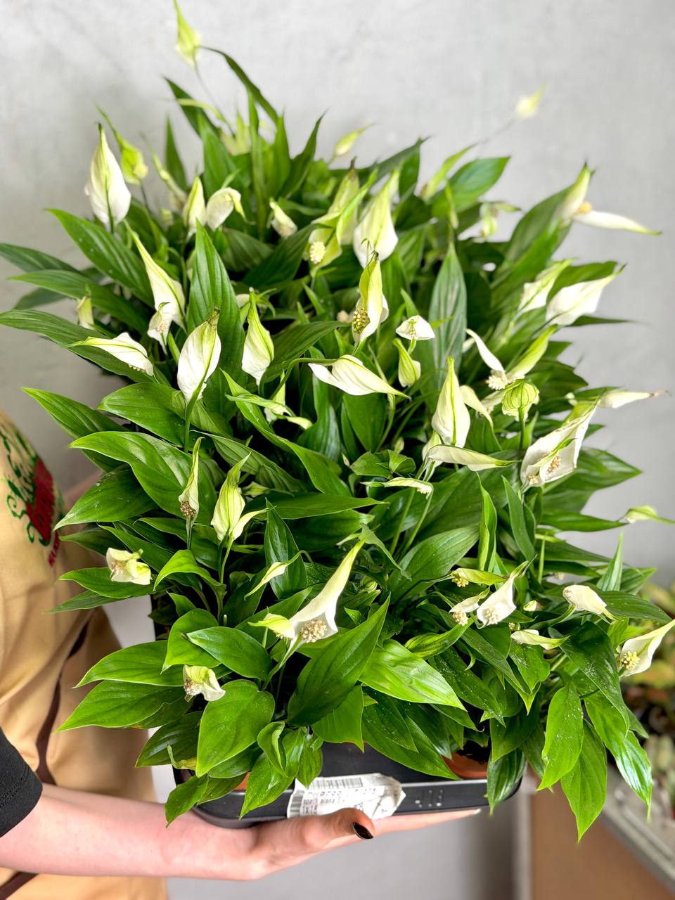 Спатифиллум Алана (Spathiphyllum Alana) D9см