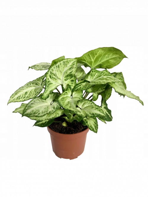 Сингониум Арроу (Syngonium Arrow) D6см