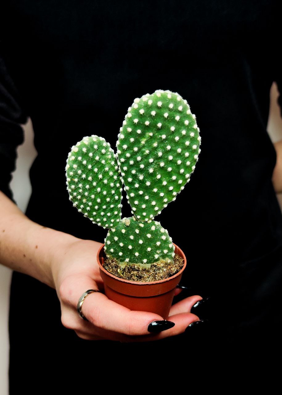 Опунция Микродазис Альба (Opuntia Microdasys Alba) D5см