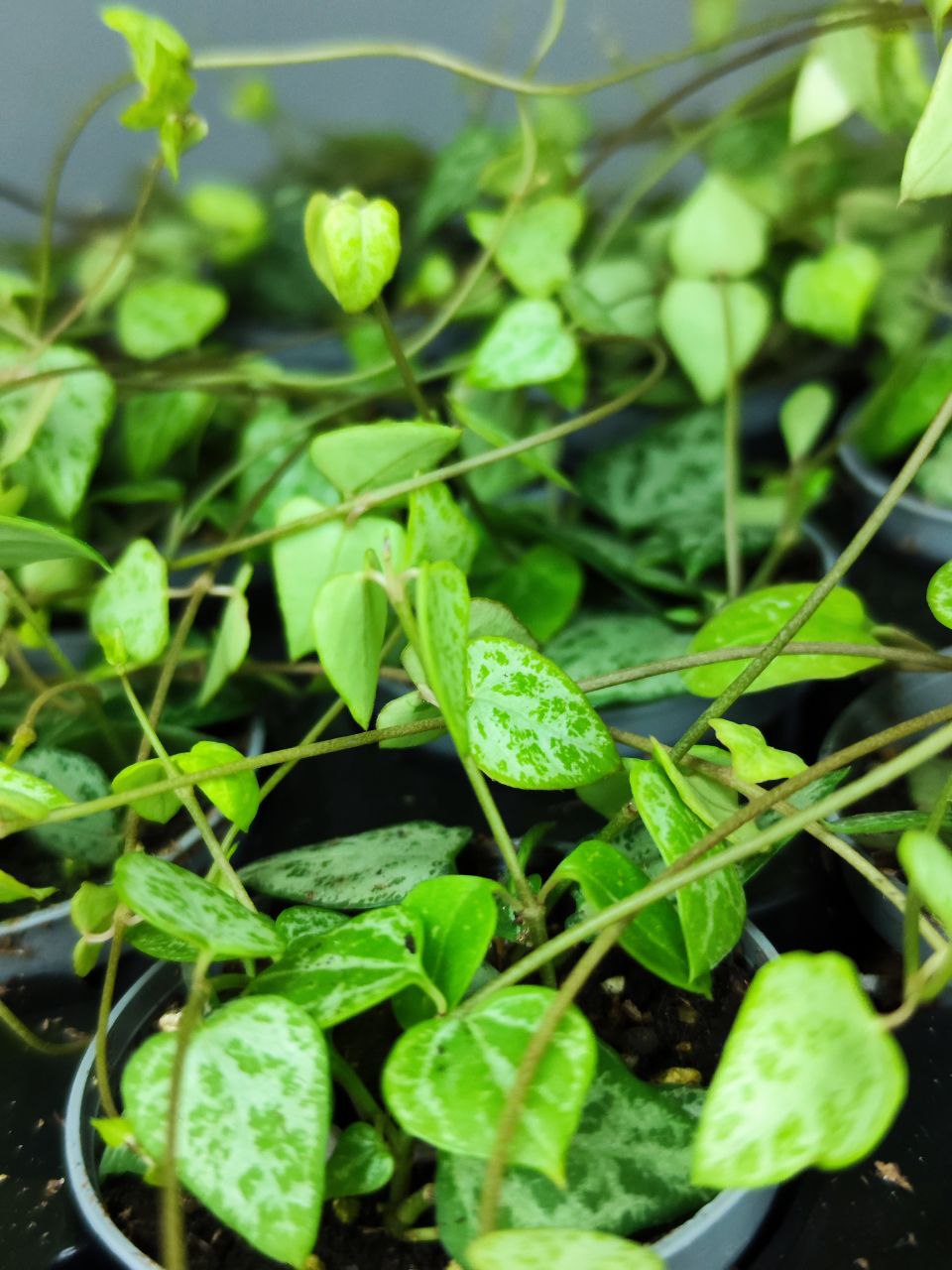 Церопегия Вуда "Цепочка Стрел" (Ceropegia Woodii "String of Arrows") D6см