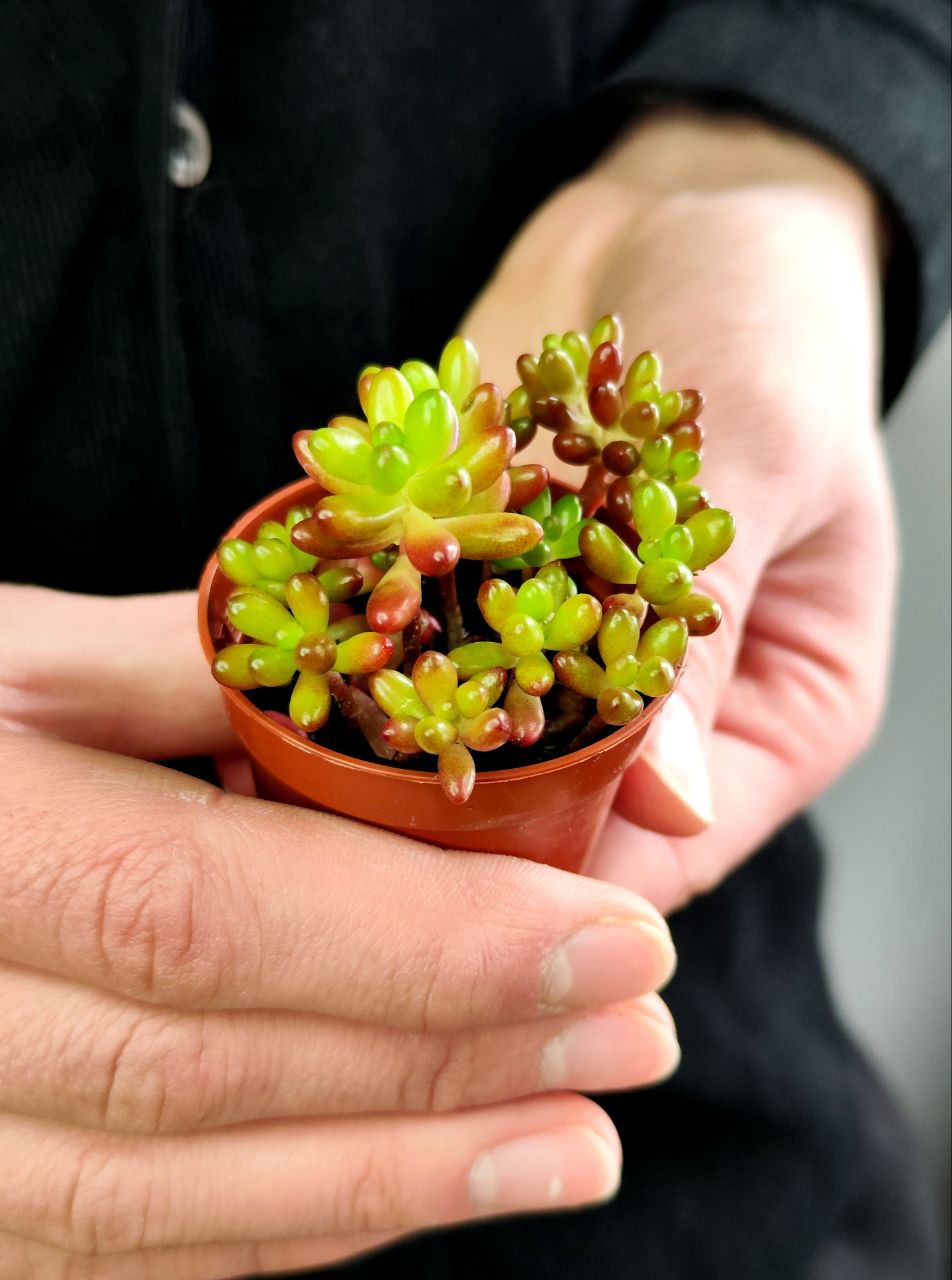 Седум Рубротинктум Аврора (Sedum Rubrotinctum Aurora) D5см