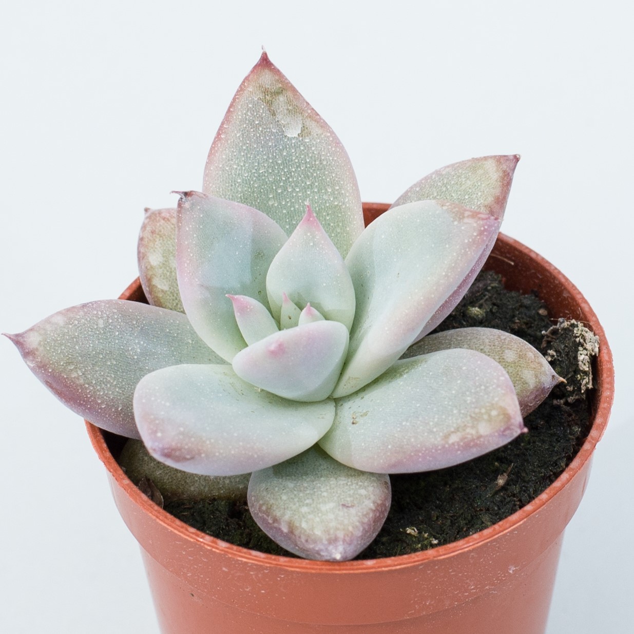 Эхеверия Колората Айс (Echeveria Colorata Ice) D5см