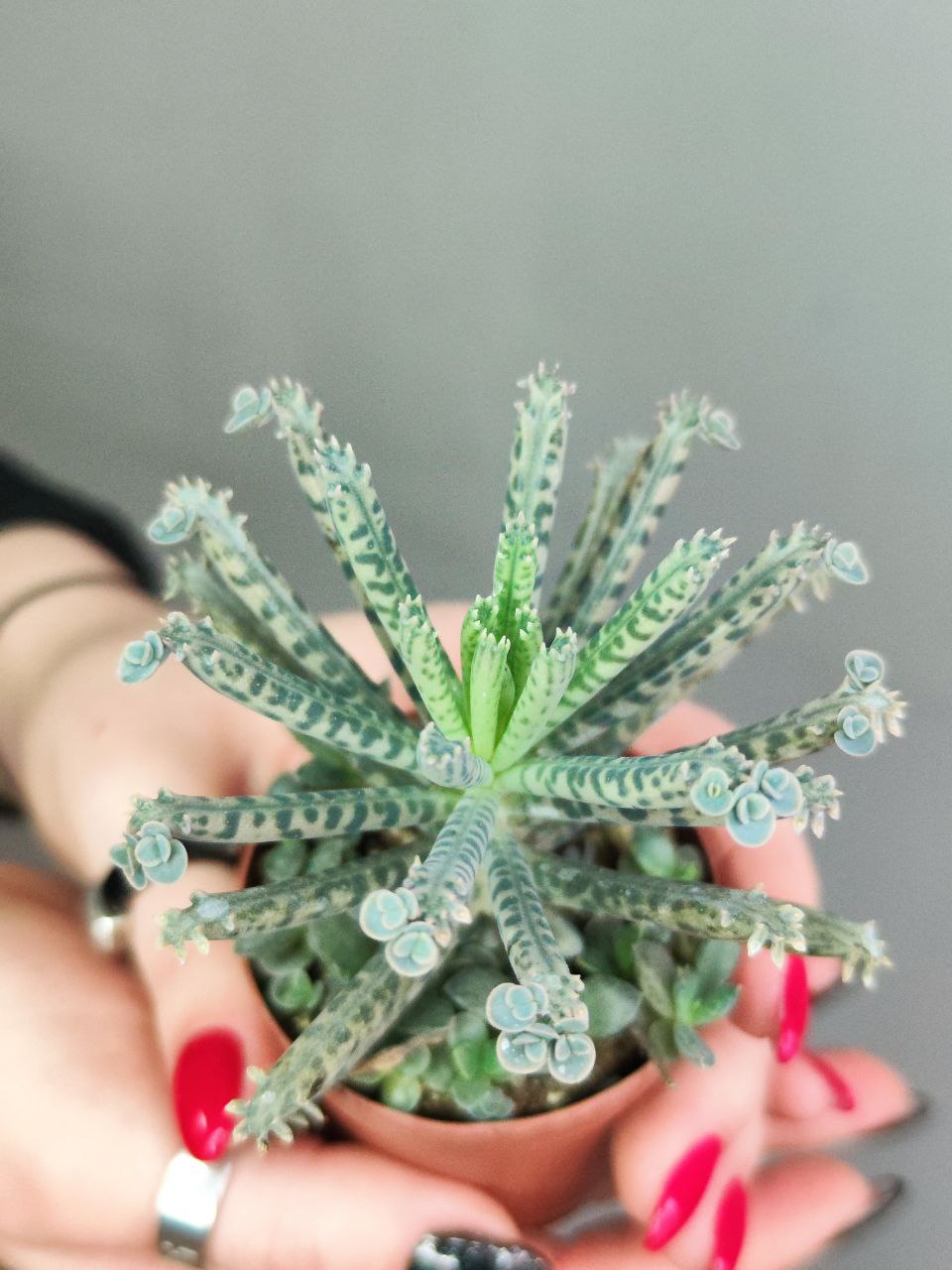 Каланхоэ Тубифлора, или Трубкоцветное (Kalanchoe Tubiflora) D5см