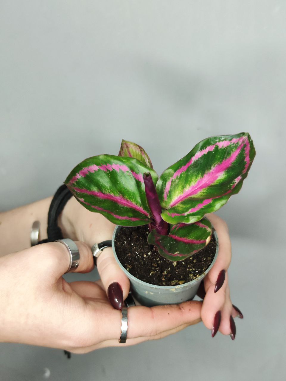 Калатея Розеопикта Иллюстрис (Calathea Roseopicta Illustrious) D6см