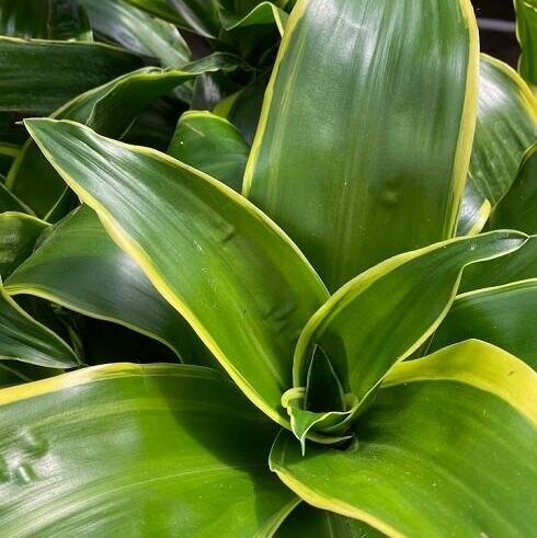 Драцена Дорадо (Dracaena Fragrans Dorado) D12см
