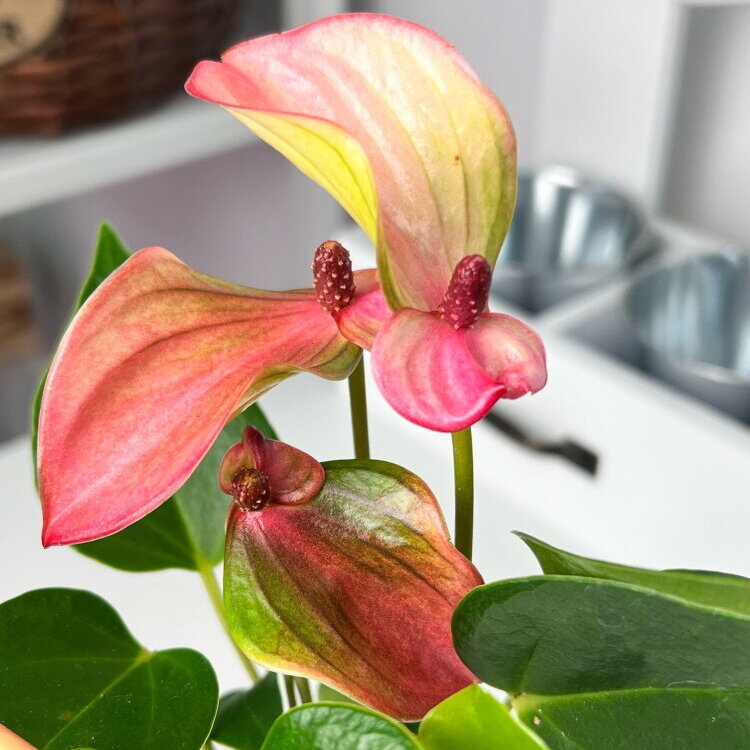 Антуриум Андреанум Перл Матата (Anthurium Andrianum Pearl Matata) D9см