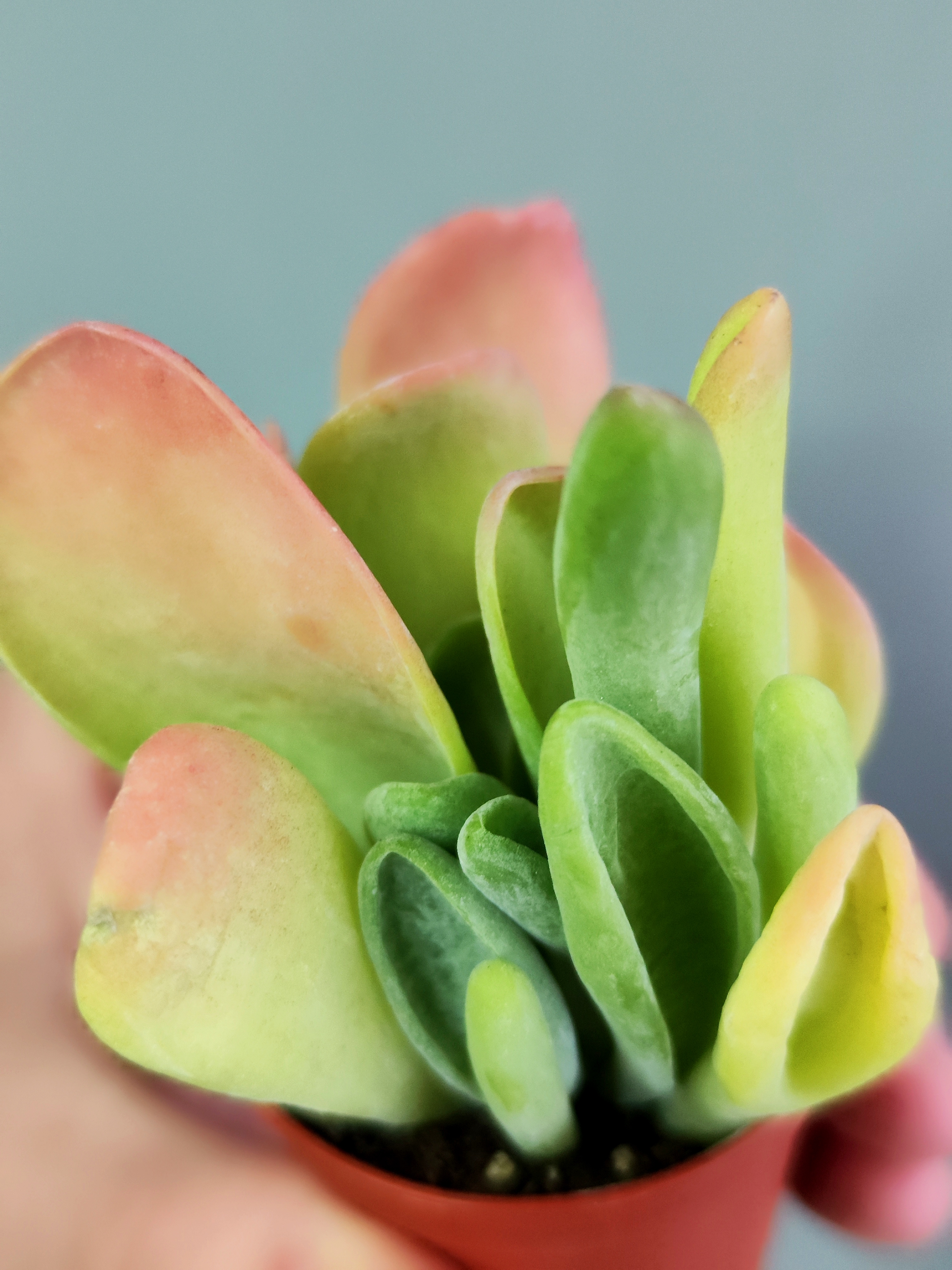 Каланхоэ Орикула Ред (Kalanchoe Oricula Red) D5см