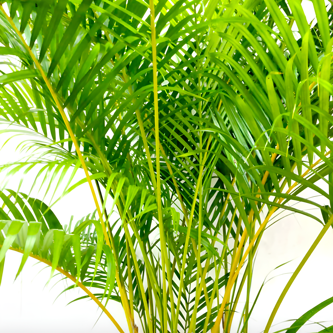 Пальма Дипсис Желтоватый (Dypsis Lutescens) D11см