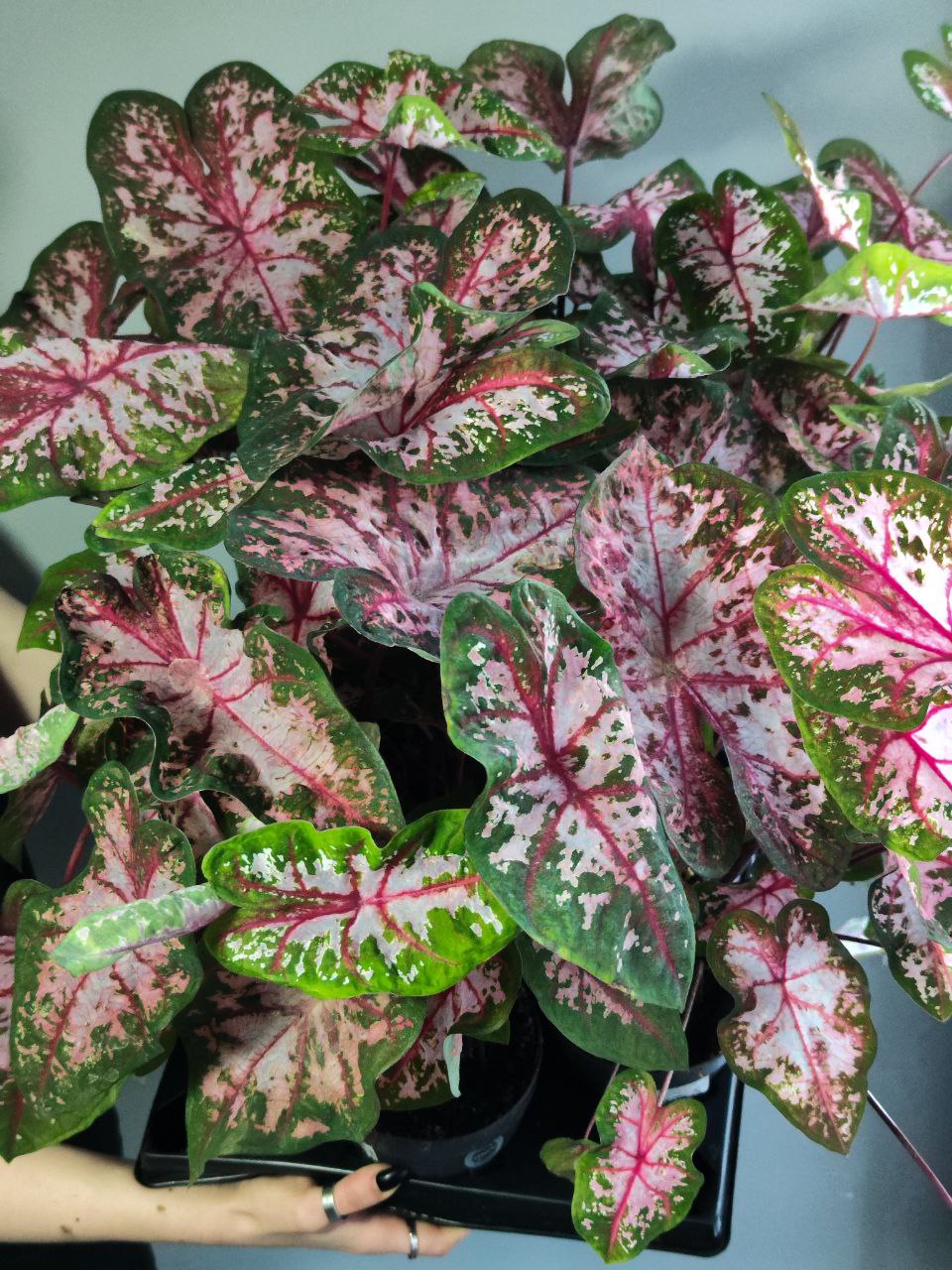 Каладиум Кэролин Уортон (Caladium Carolyn Whorton) D12см