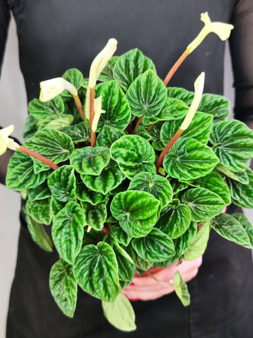 Пеперомия Лилиан (Peperomia Lilian) D12см