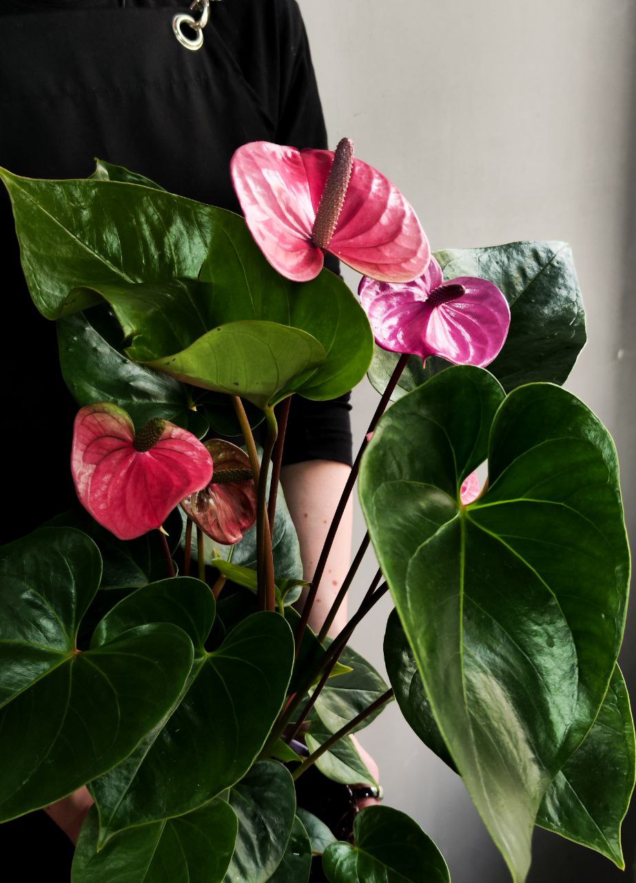 Антуриум Кавалли (Anthurium Cavalli) D14см