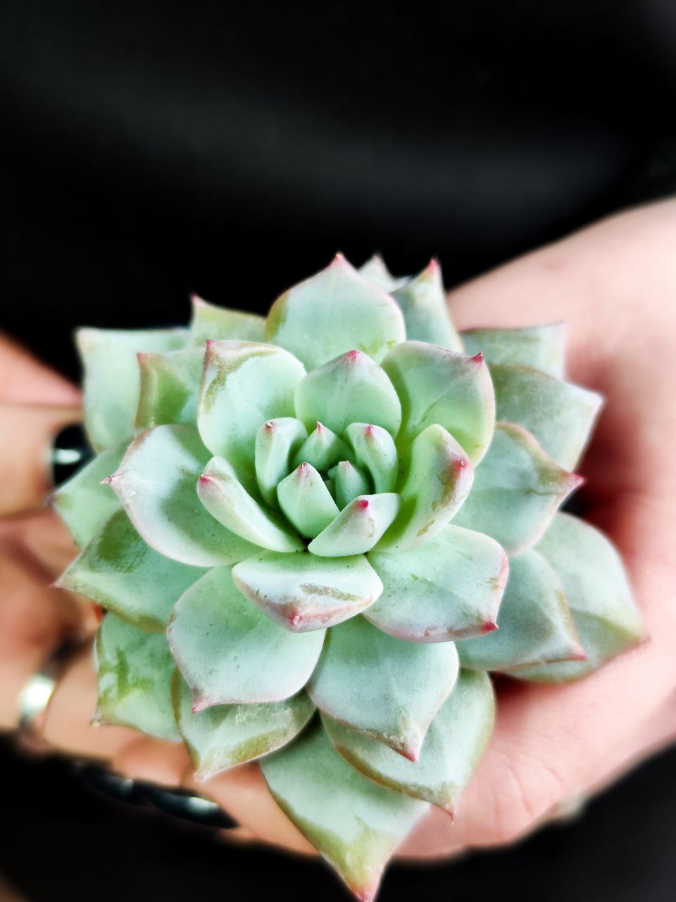 Эхеверия БлюБёрд (Echeveria Bluebird) D5см