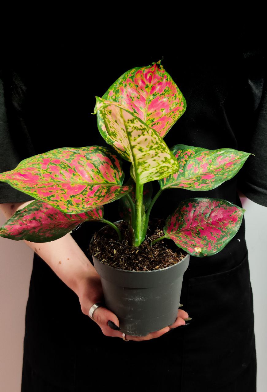 Аглаонема Кримсон Лав (Aglaonema Crimson Love) D12см