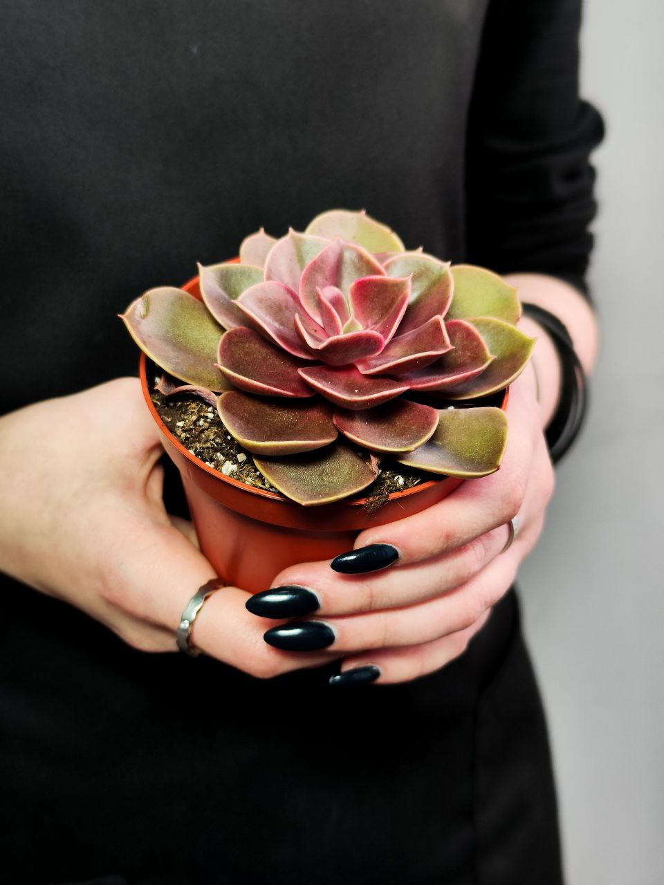 Эхеверия Ред Руби (Echeveria Red Ruby) D8см