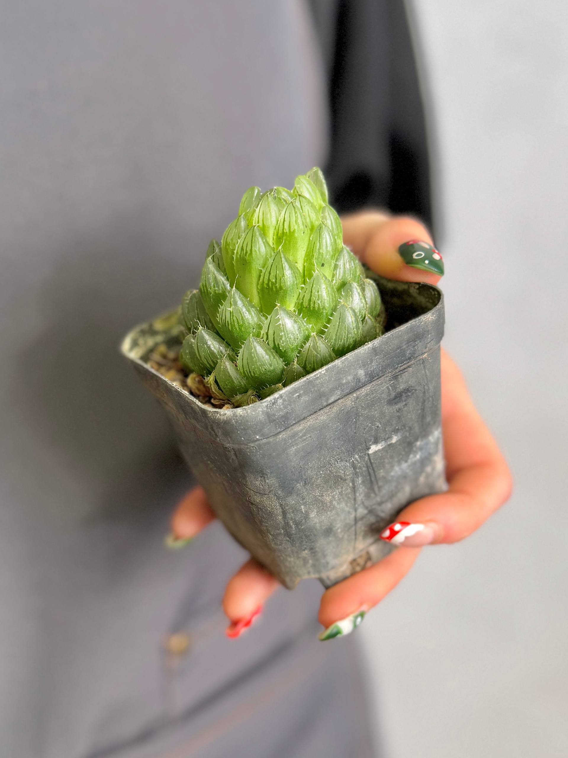 Хавортия Купера Пиктурата (Haworthia Cooperi var. Picturata) D7см