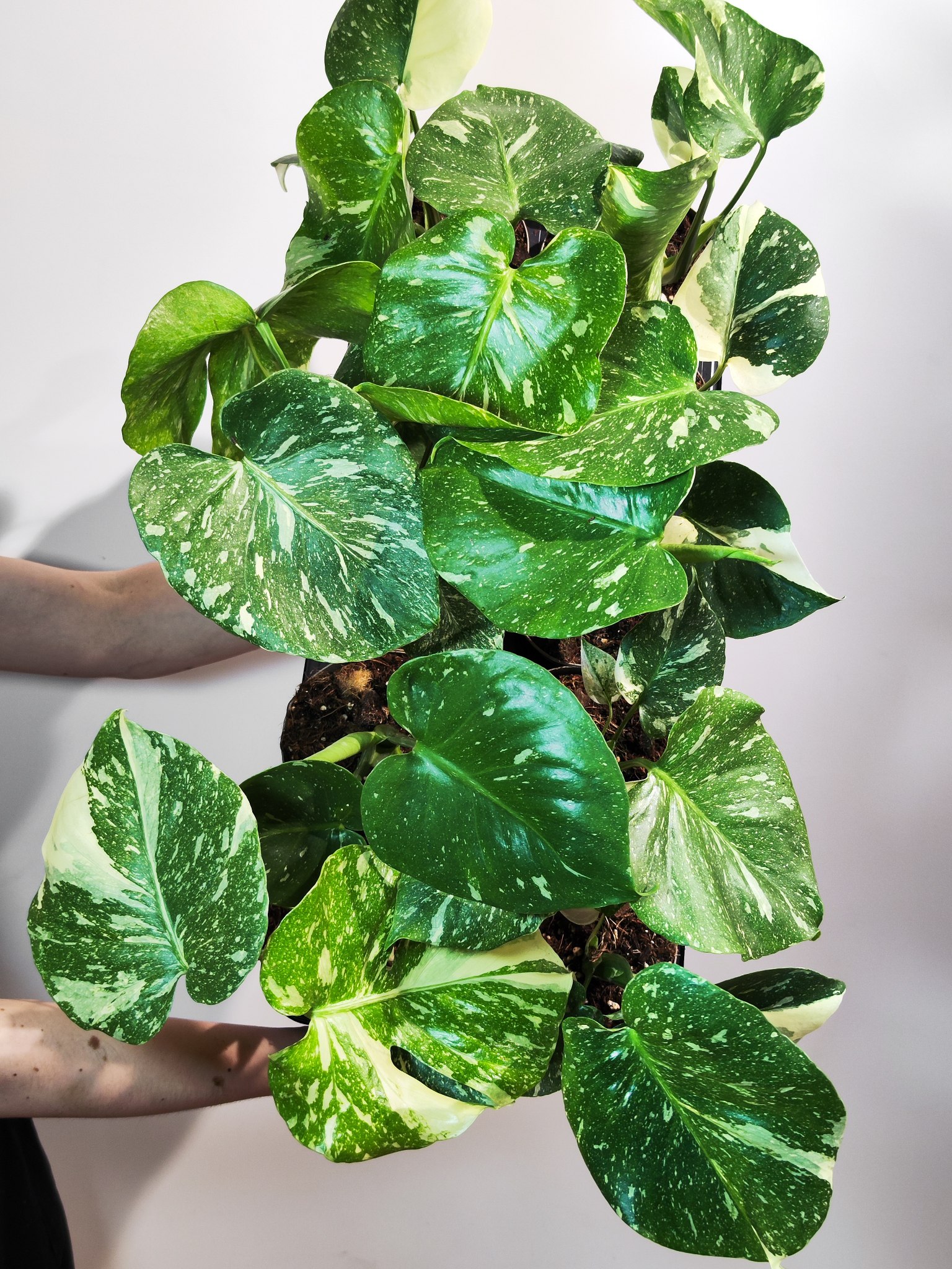 Монстера Деликатесная Тайское Созвездие (Monstera Thai Constellation) D12см