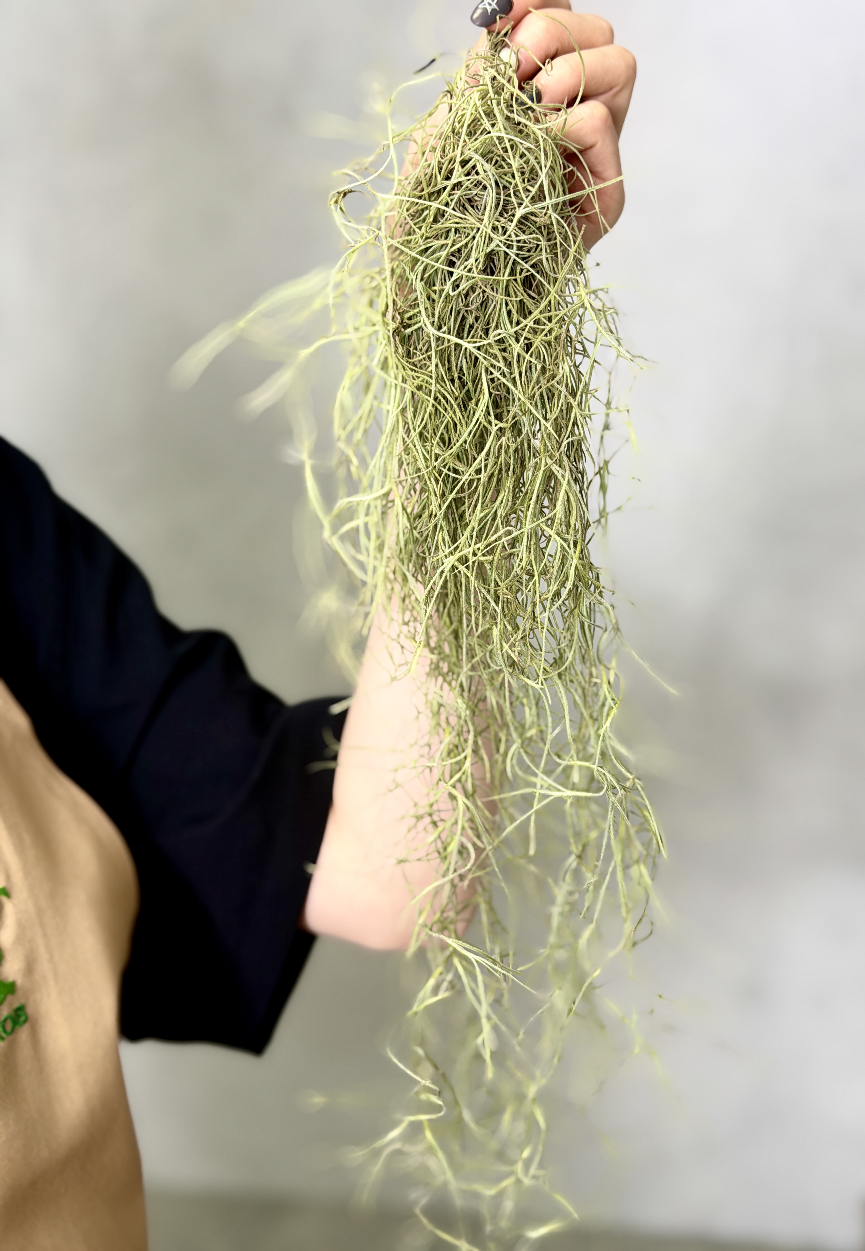 Тилландсия Уснеевидная Мини (Tillandsia Usneoides Mini)