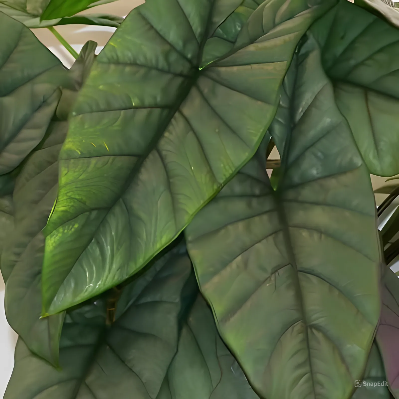 Алоказия Гетерофилла Коразон (Alocasia Heterophylla Corazon) D12см