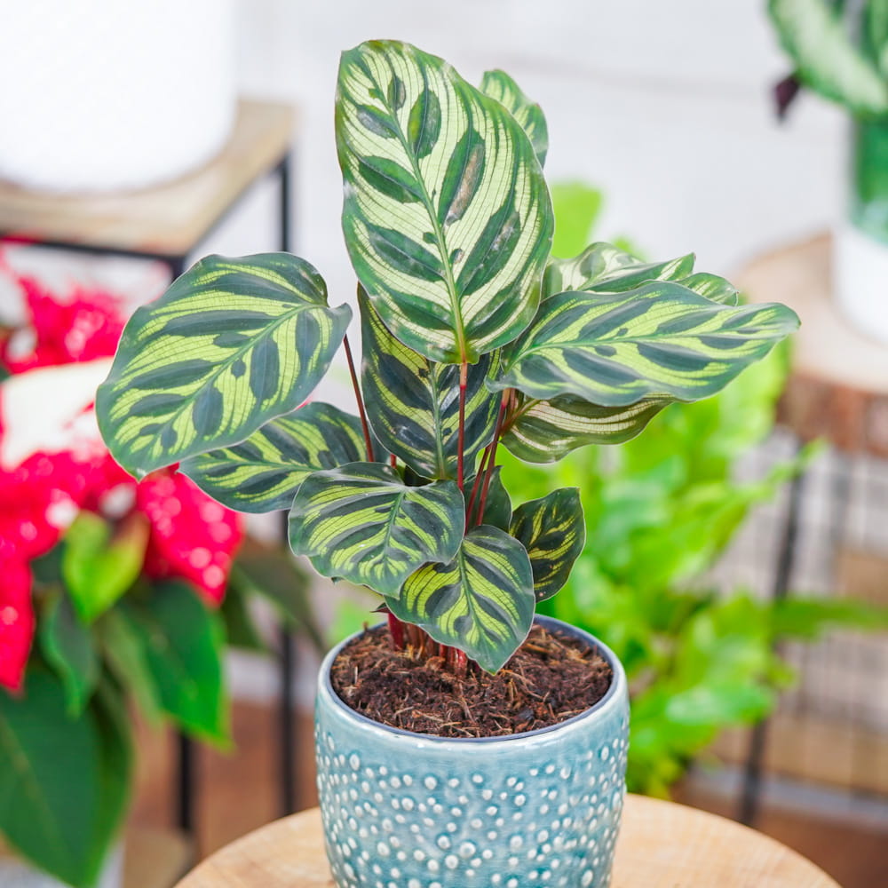 Калатея Макояна (Calathea Makoyana) D7см
