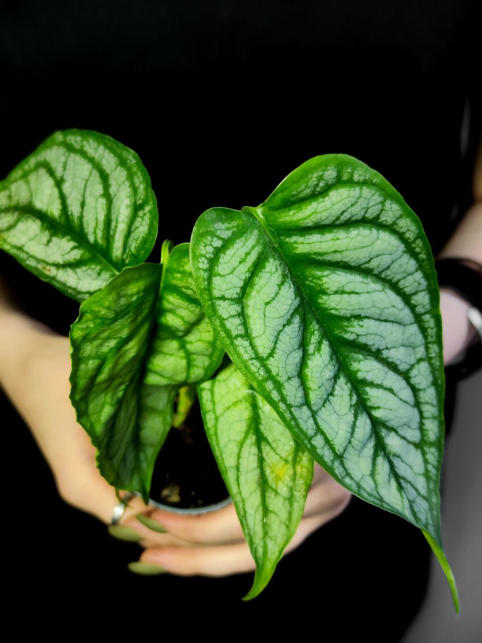 Монстера Сильтепекана, или Монстера Сальвадор (Monstera Silte pe Can) D6см