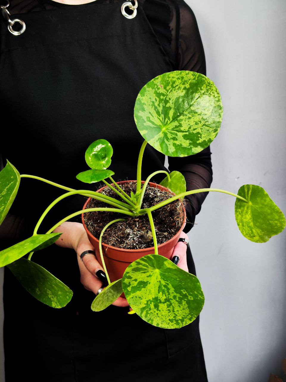 Пилея Пеперомиевидная Мохито (Pilea peperomioides Mojito) D12см