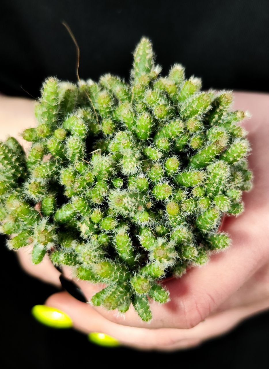 Рипсалис Бацифера Хоррида (Rhipsalis Horrida) D5см