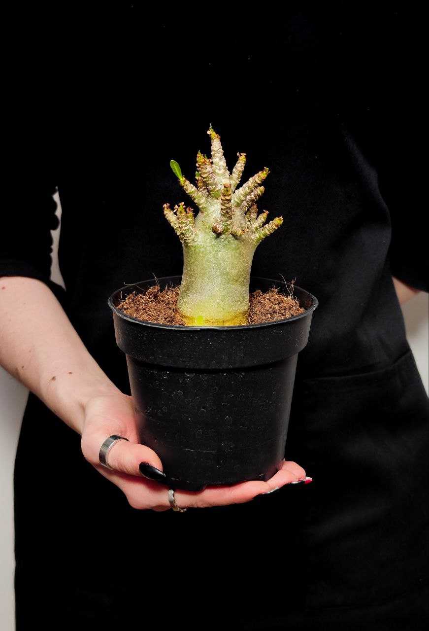 Адениум Ансу Баобаб (Adenium Ansu Baobab) D12см