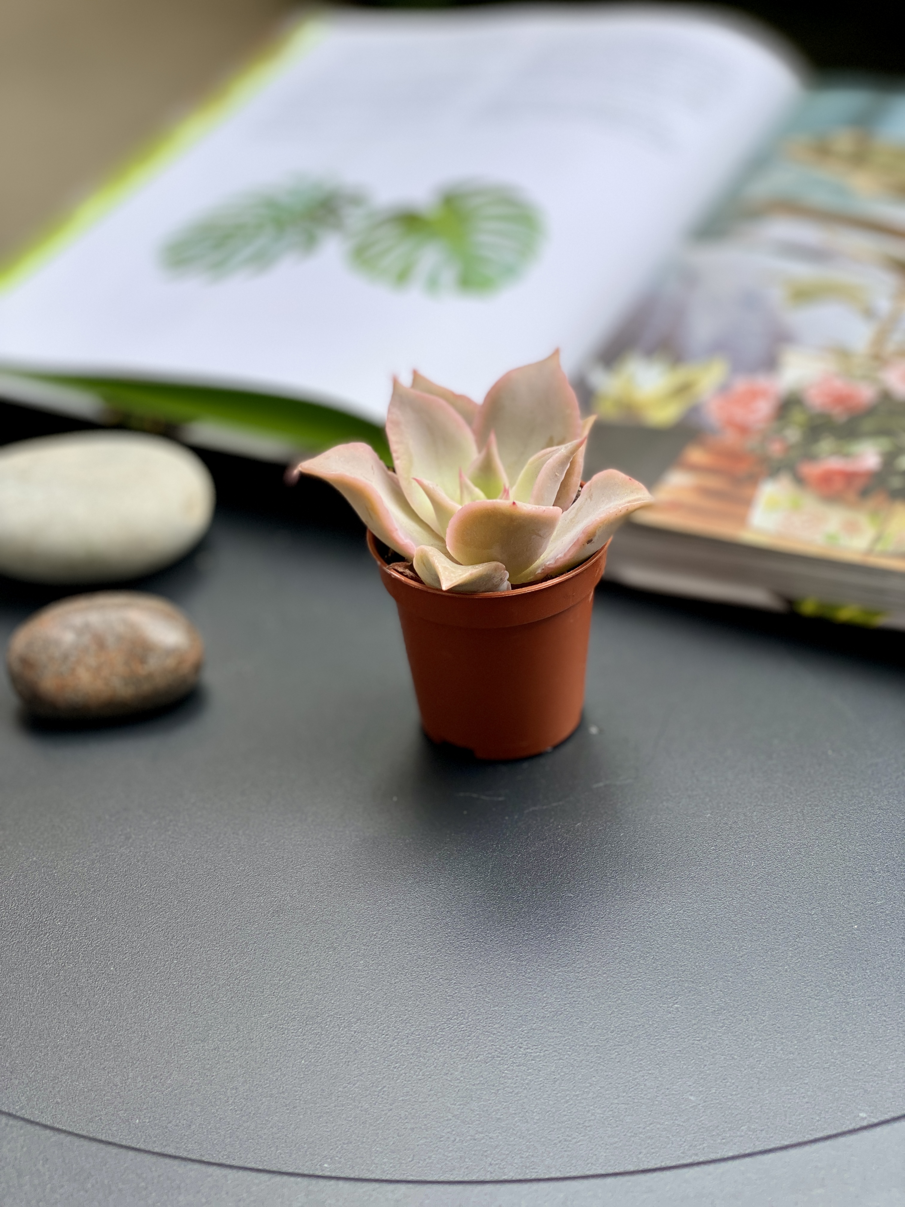 Эхеверия Мадиба (Echeveria Madiba) D5см