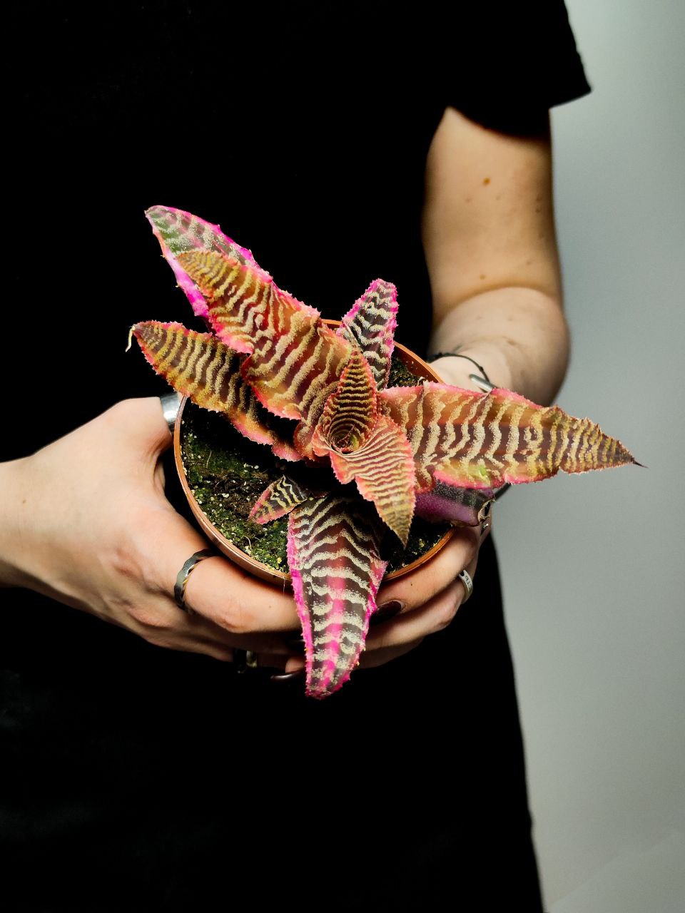 Криптантус Элайн (Cryptanthus Elaine) D9см