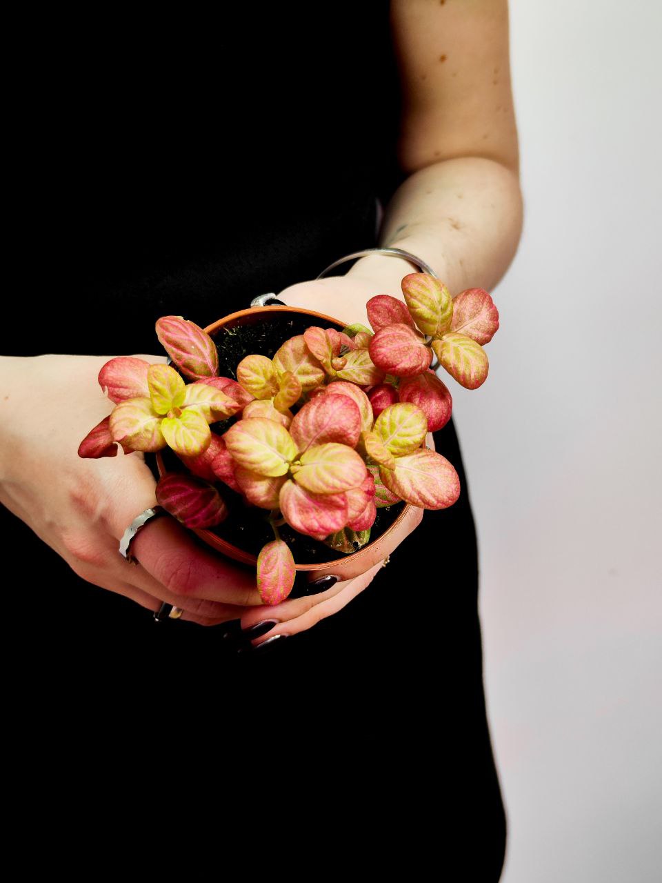 Фиттония Вершаффельта Розовая Особенная (Fittonia Verschaffeltii Pink Special) D8,5см