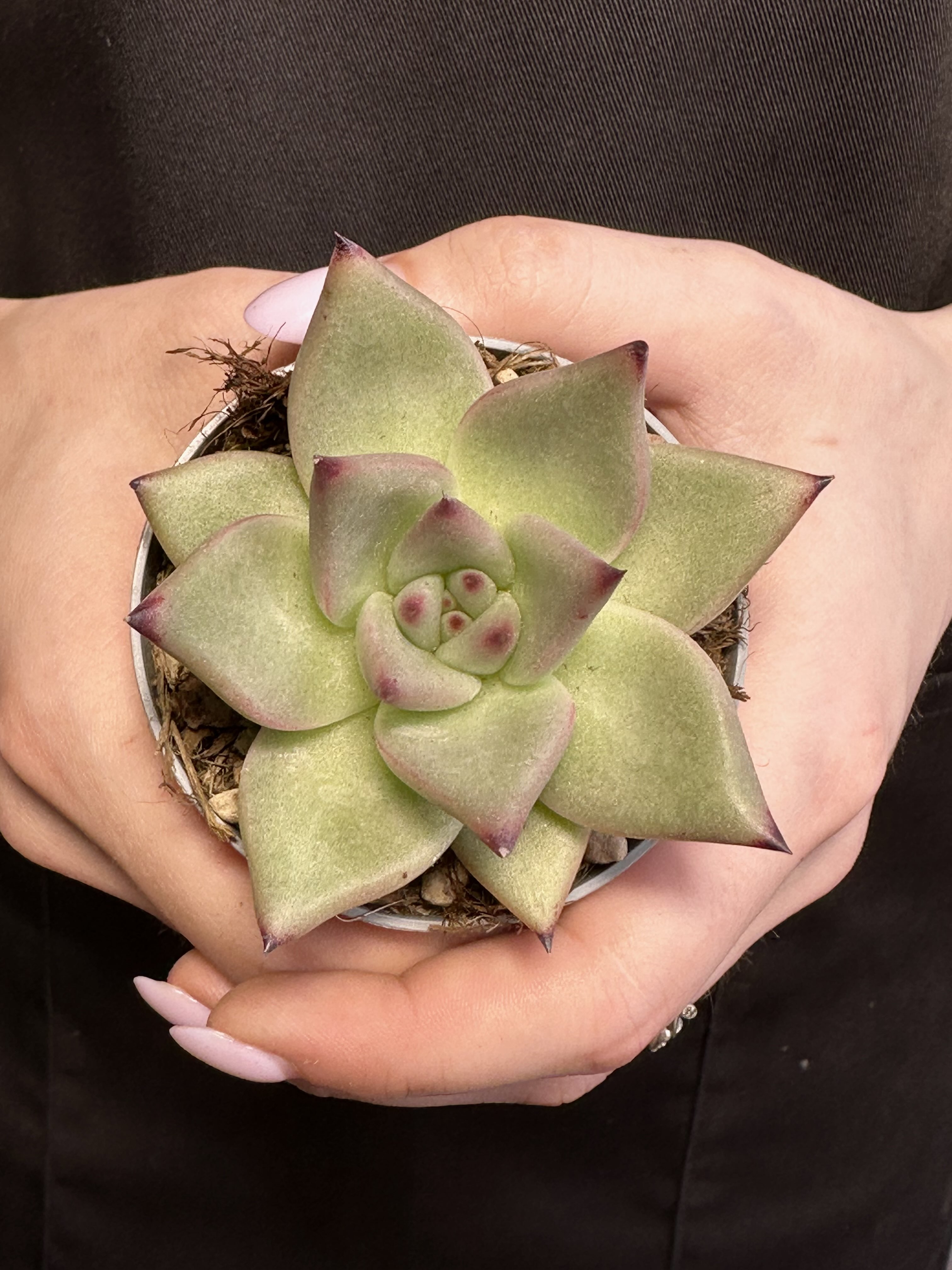 Эхеверия Агавовидес Сириус (Echeveria Agavoides Sirius) D6,5см