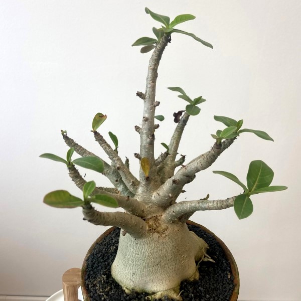 Адениум Ансу Баобаб (Adenium Ansu Baobab) D15см